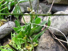 Draba norvegica