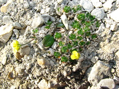 Draba oxycarpa