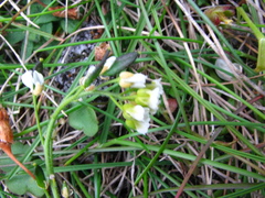 Draba glabella