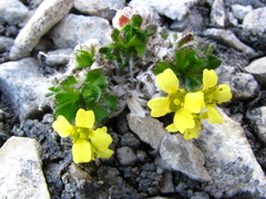 Draba oxycarpa