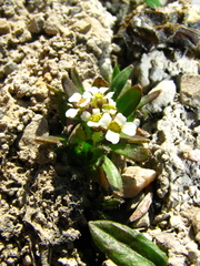 Draba fladnizensis
