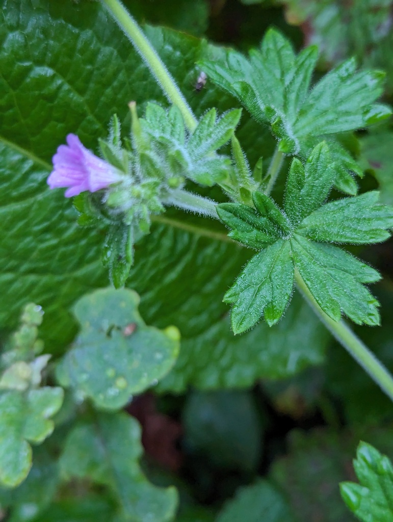 Geranium chilloense