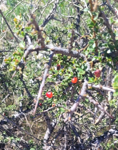 Condalia microphylla, photograph 6