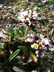 Braya glabella purpurascens