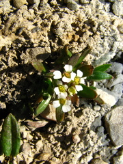 Draba fladnizensis