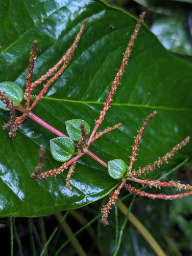 Peperomia trinervula