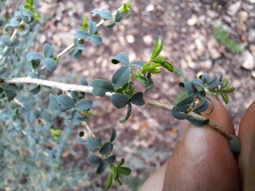 Adenocarpus telonensis, photograph 2