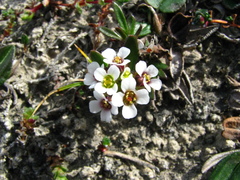 Braya glabella purpurascens