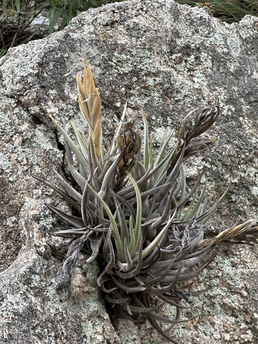 Tillandsia xiphioides, photograph 4