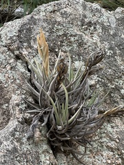 Rosario Douglas, CC BY, iNaturalist via GBIF Tillandsia xiphioides, photograph Rosario Douglas, CC BY, iNaturalist via GBIF
