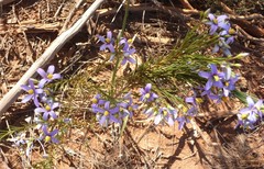 Cheiranthera filifolia