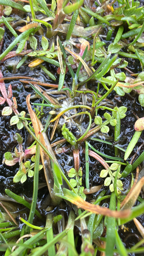 Limnanthes macounii, photograph 6