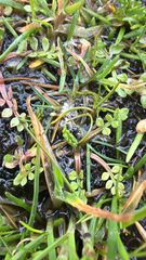 Limnanthes macounii, photograph (c) Noah How, some rights reserved (CC BY)