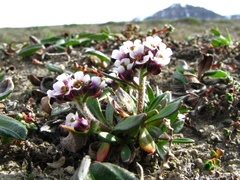 Braya glabella purpurascens