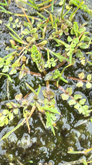 Limnanthes macounii, photograph (c) Noah How, some rights reserved (CC BY)