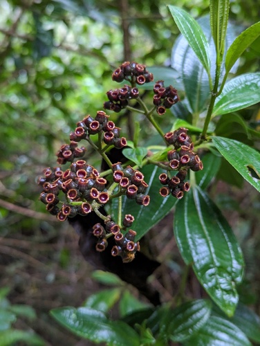 Miconia crocea, photograph 5