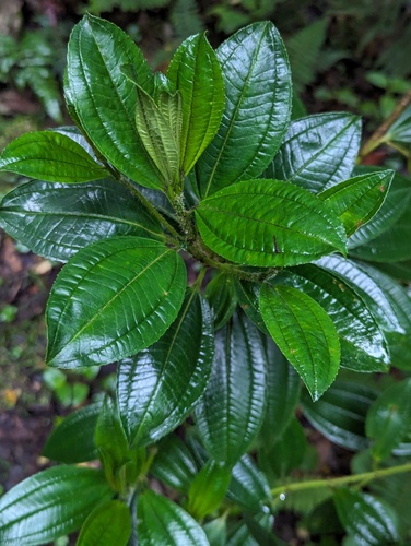 Miconia crocea, photograph 6