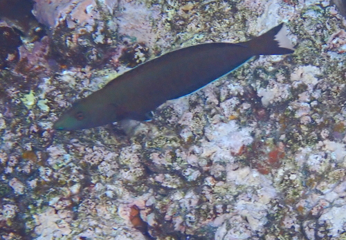 Ring wrasse (Hologymnosus annulatus) — Labridae — 4