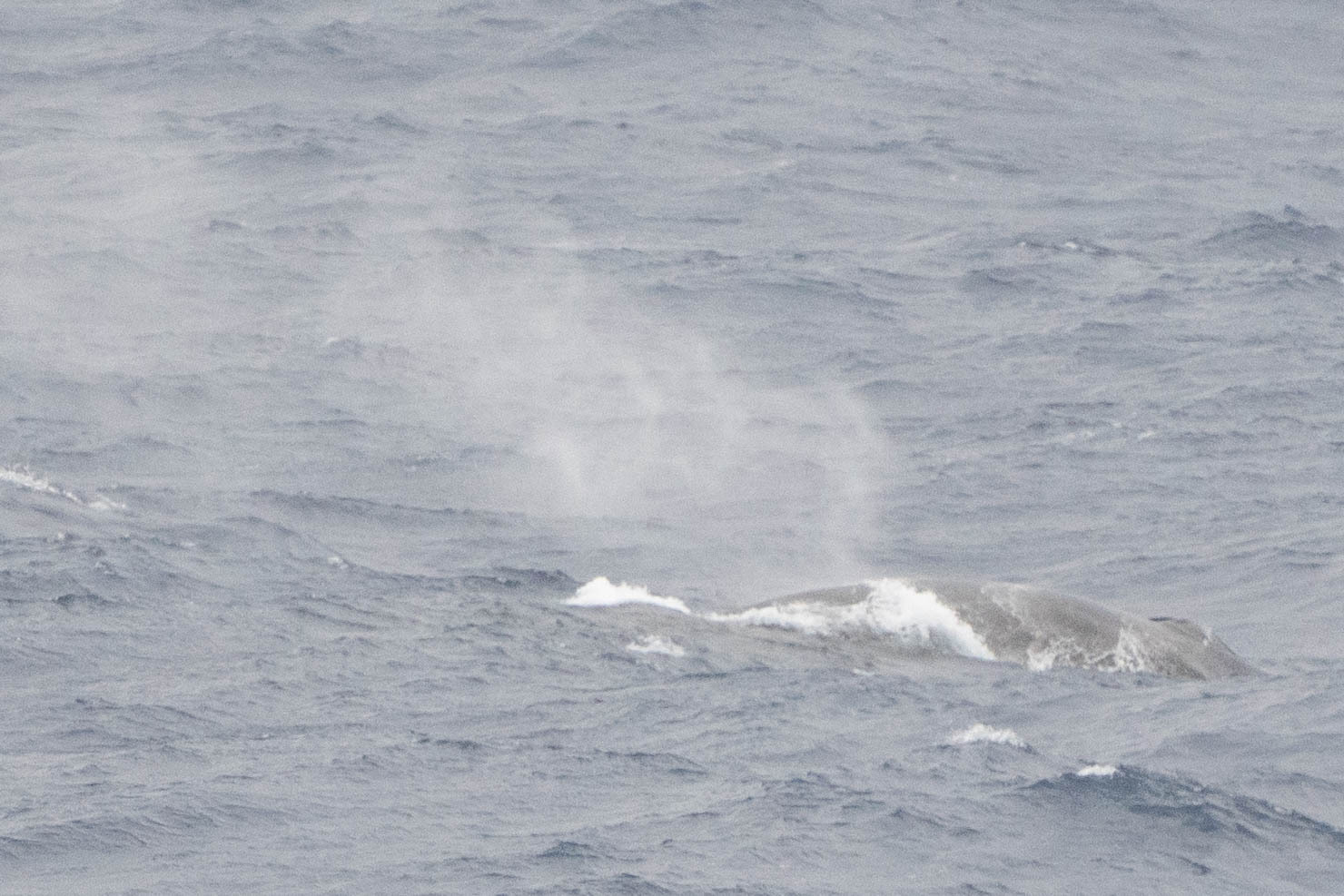 Balaenoptera musculus