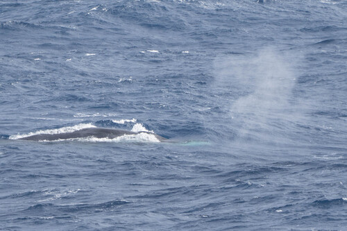 Fin whale