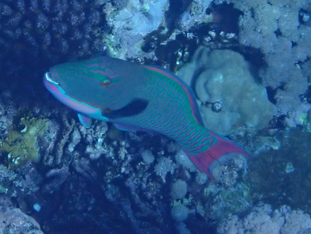 Bicolour parrotfish