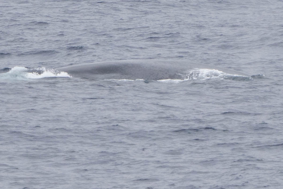Balaenoptera musculus