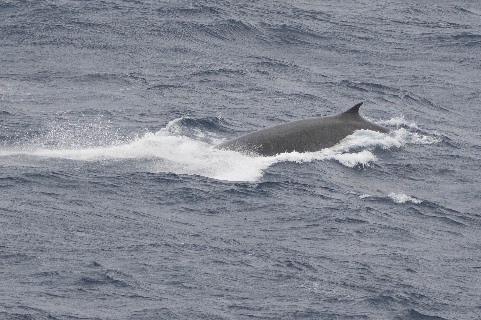 Balaenoptera physalus
