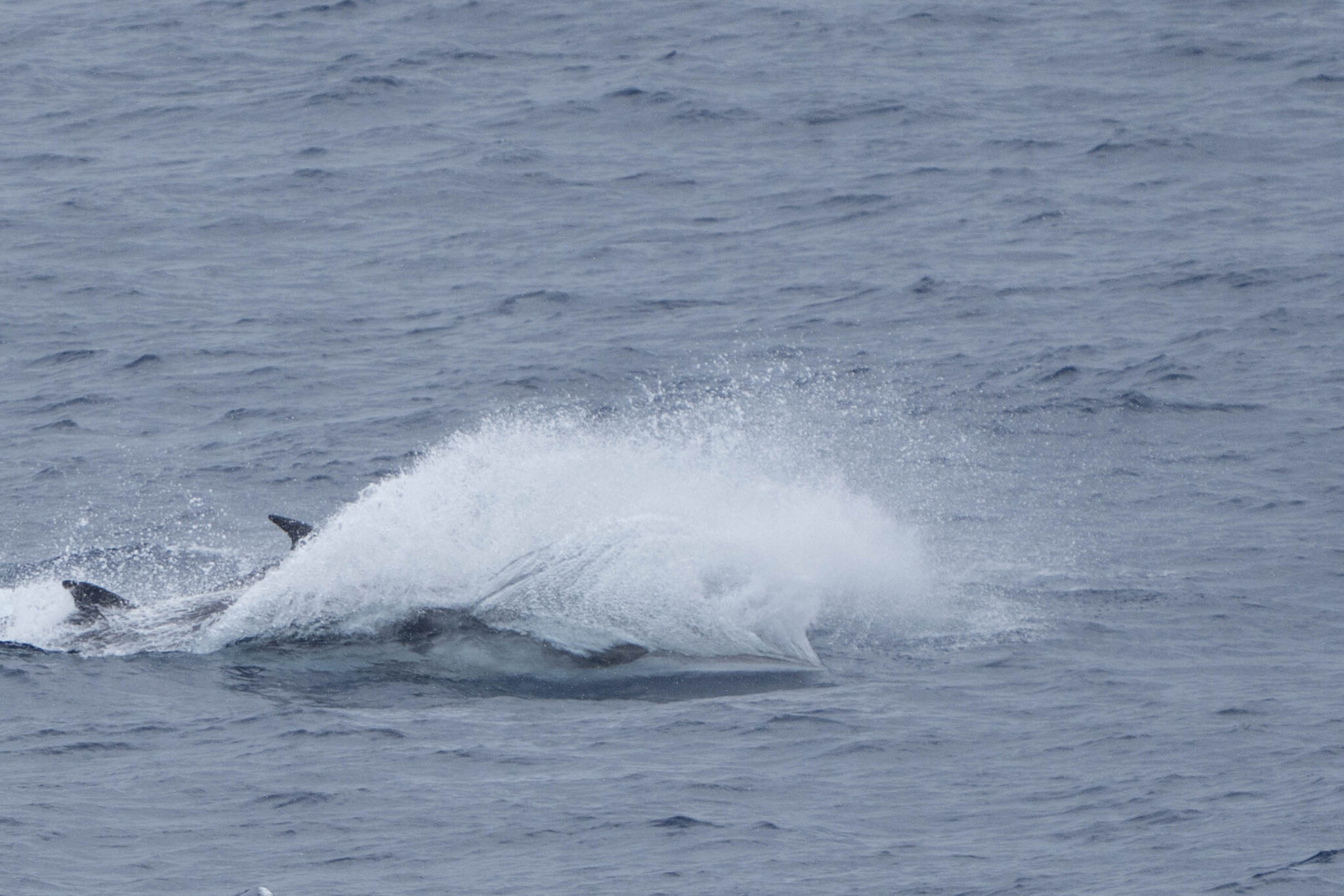 Balaenoptera bonaerensis