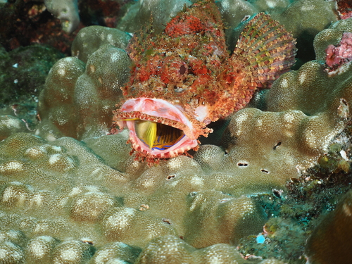 Pacific spotted scorpionfish (Scorpaena mystes) — Scorpaenidae