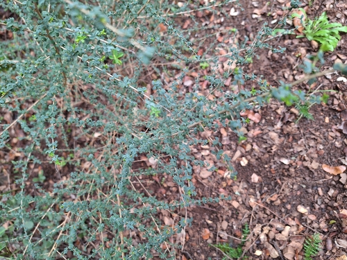 Adenocarpus telonensis, photograph 3