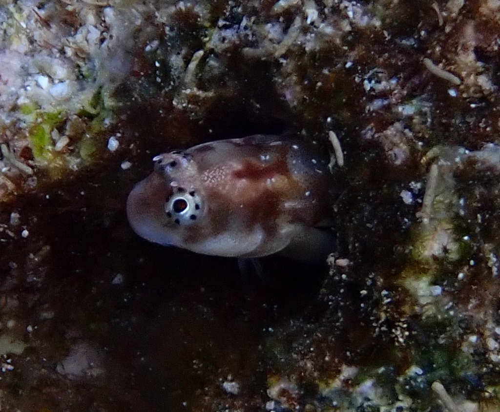 Jugular Blenny