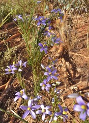 Cheiranthera filifolia