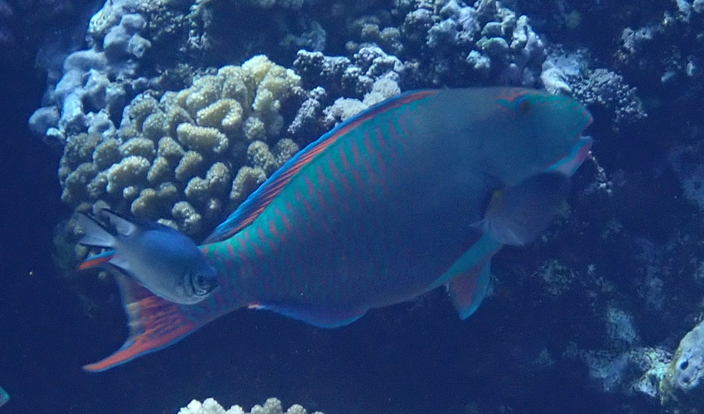 Bicolour parrotfish