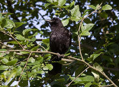 Corvus brachyrhynchos caurinus
