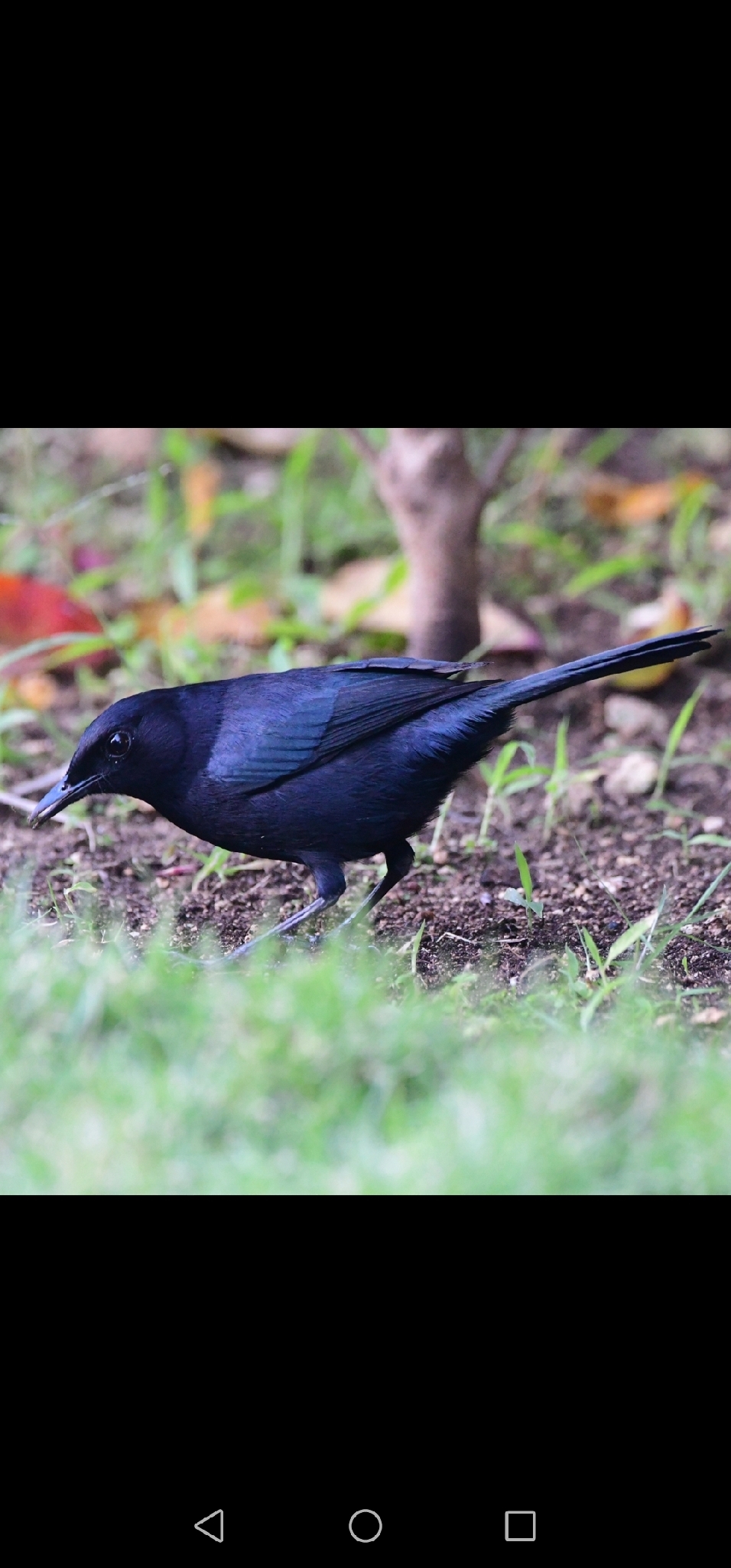 Black Catbird (Melanoptila glabrirostris), photo 1