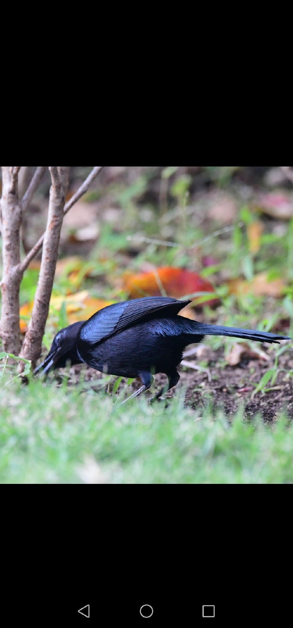 Black Catbird (Melanoptila glabrirostris), photo 2