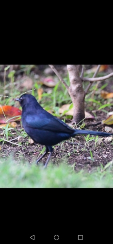 Black Catbird (Melanoptila glabrirostris), photo 6