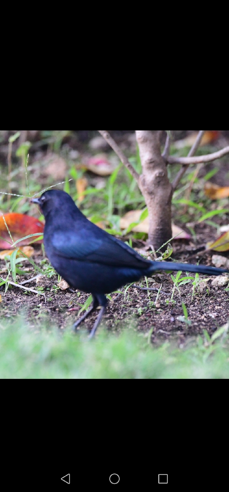 Black Catbird (Melanoptila glabrirostris), photo 7