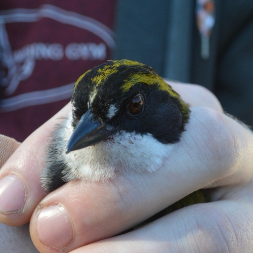Green-striped Brushfinch (Arremon virenticeps), photo 10