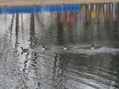 Branta canadensis