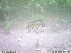 Sylvilagus cunicularius insolitus