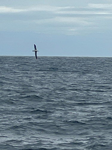Northern Royal Albatross (Diomedea sanfordi), photo 9