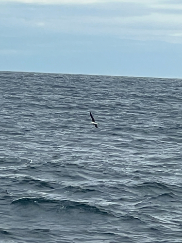 Northern Royal Albatross (Diomedea sanfordi), photo 10