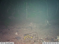 Sylvilagus cunicularius insolitus