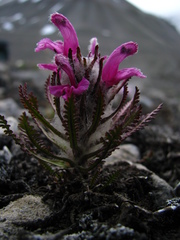 Pedicularis dasyantha