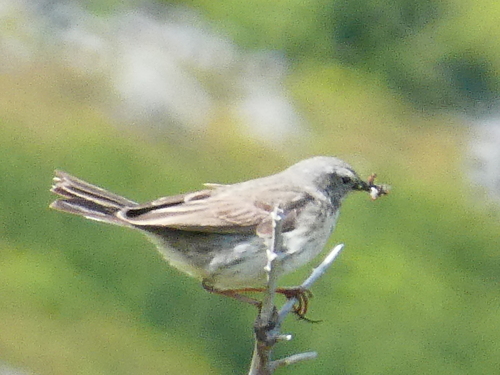 Pipit spioncelle