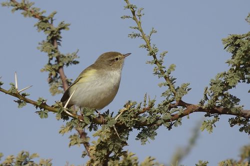 Foto de Western Bonelli's Warbler
