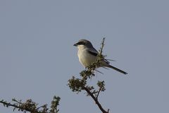 Lanius excubitor elegans