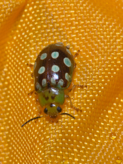 Phola octodecimguttata