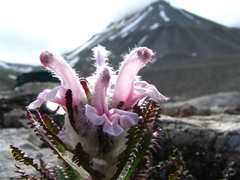 Pedicularis dasyantha